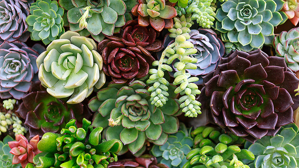 Zodiac Signs as Plants—Which One Captures Your Personality?