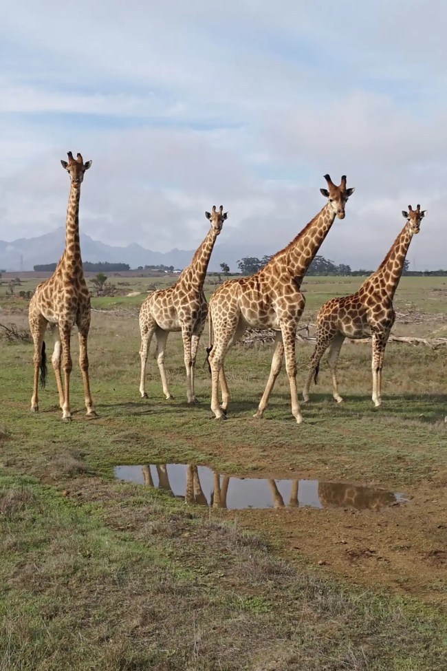 Live Virtual Wildlife Safari in South Africa Airbnb Experience