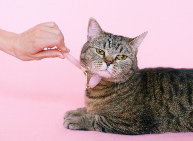 STYLECASTER | Funny Zoom Backgrounds