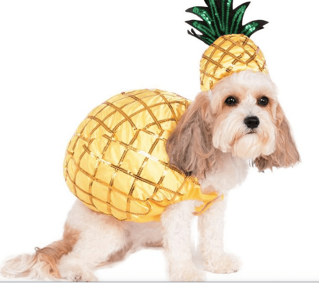 pineapple dog costume