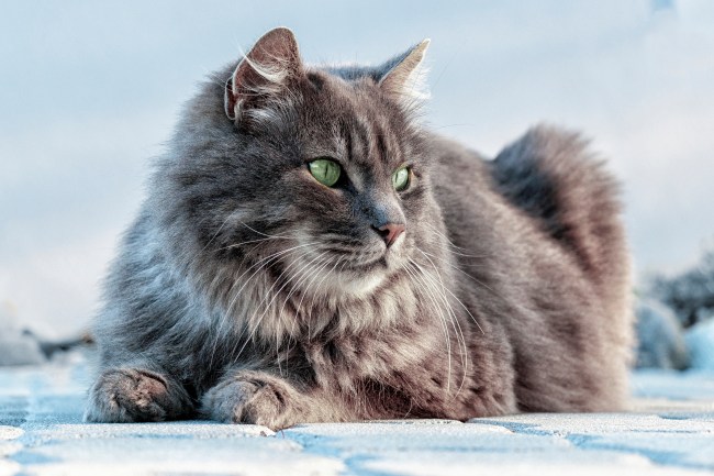 Siberian Cat