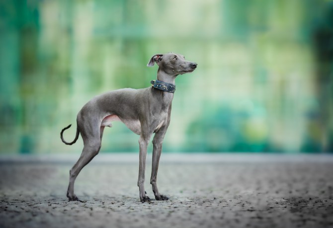 Italian Greyhound Dog