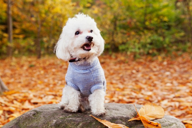 Bichon Frise Dog