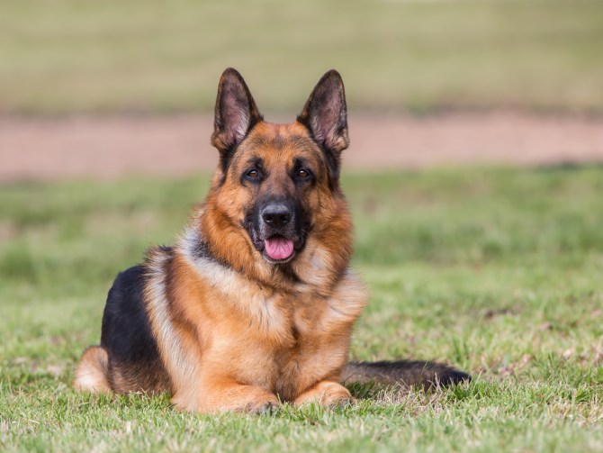 German Shepherd Dog