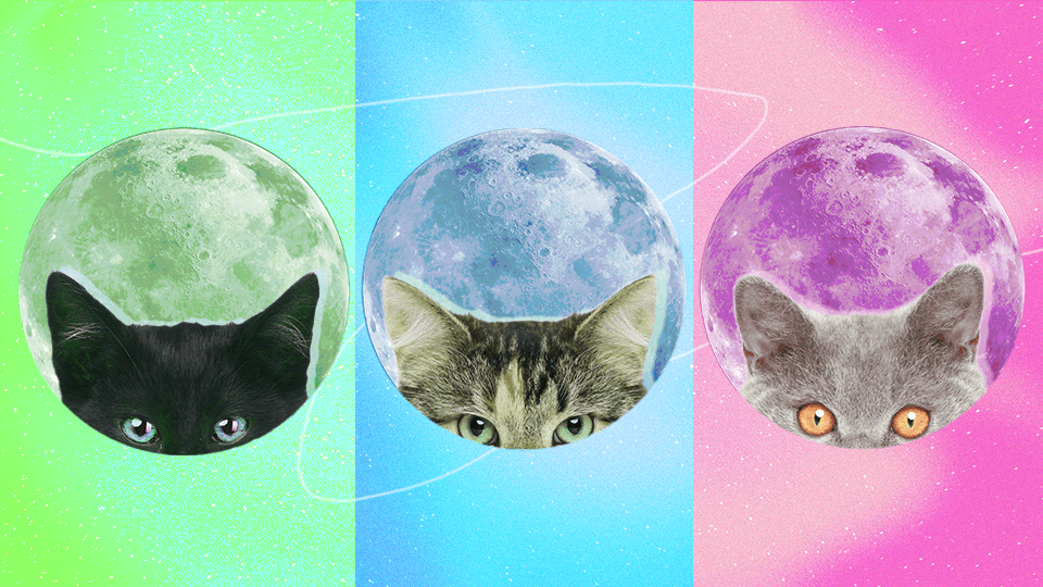 StyleCaster | Zodiac Signs as Cat Breeds