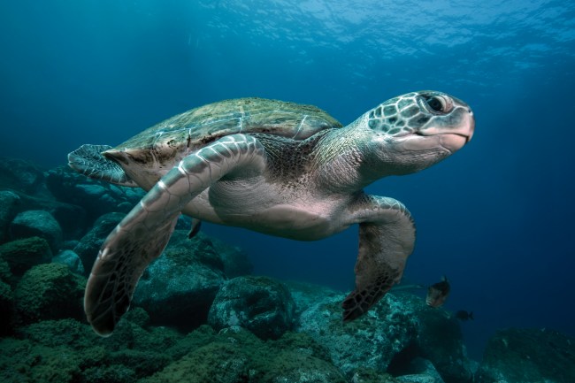 Sea turtle swimming under water in the ocean