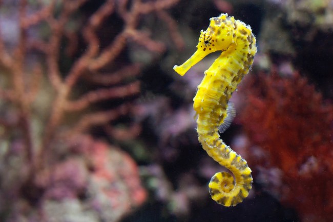 Yellow seahorse swimming in front of some coral reef