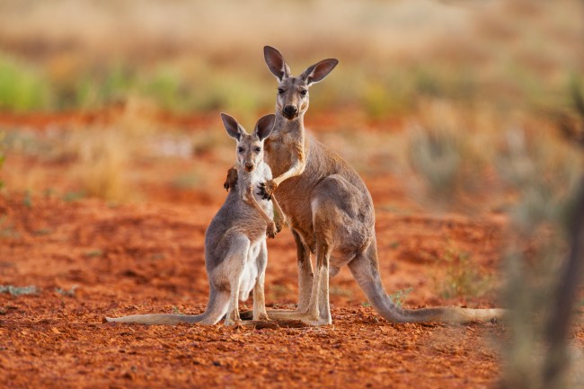 Kangaroo