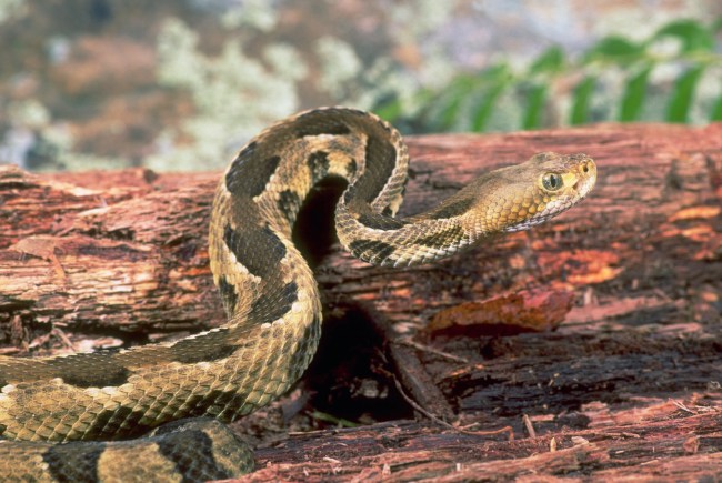 Rattlesnake