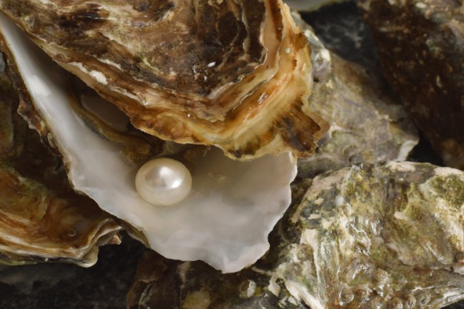 Oyster with a pearl sitting within its shell