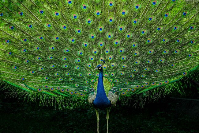 Peacock