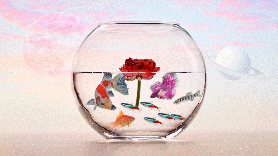 StyleCaster | Zodiac Signs as Fish in Your Aquarium