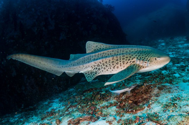 Beautifully spotted Zebra (Leopard) Shark on an underwater coral reef in Thailand's Similan Islands.