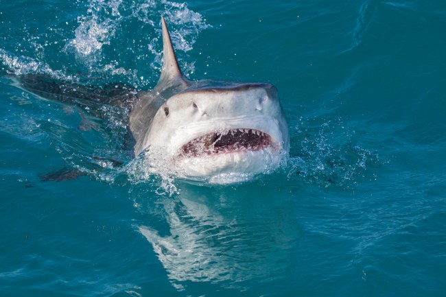 A tiger shark front view as it breaks the water surface with mouth open and teeth showing