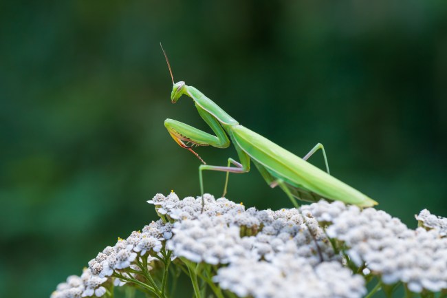 Capricorn Praying Mantis