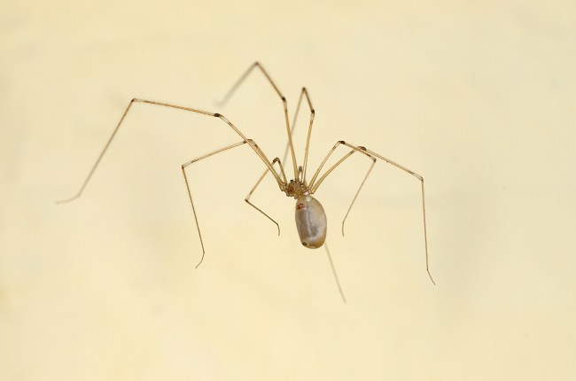 Cellar Spider