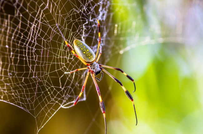 Golden Orb-weaver spider