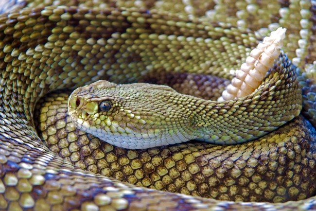 Mojave Green Rattlesnake