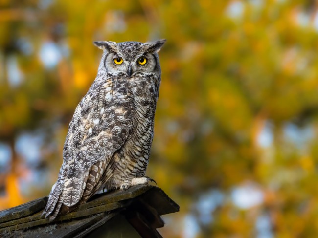 Great Horned Owl