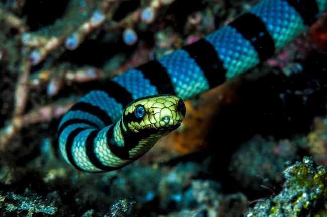Faint-banded Sea Snake