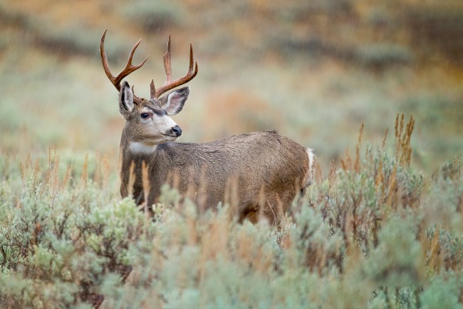 Mule Deer