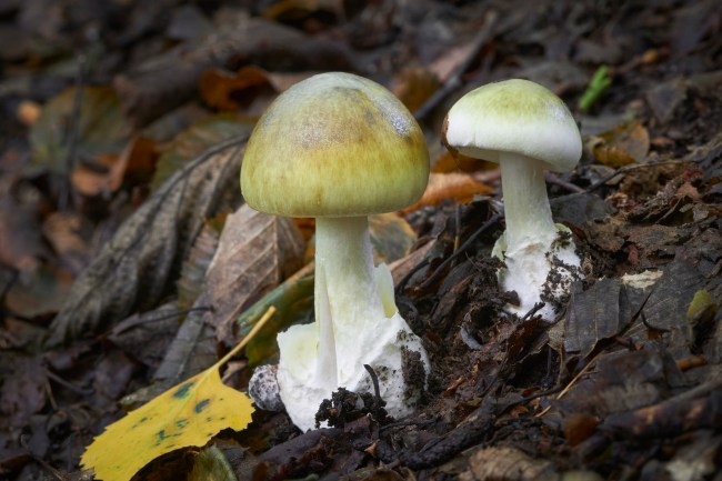Death cap mushrooms