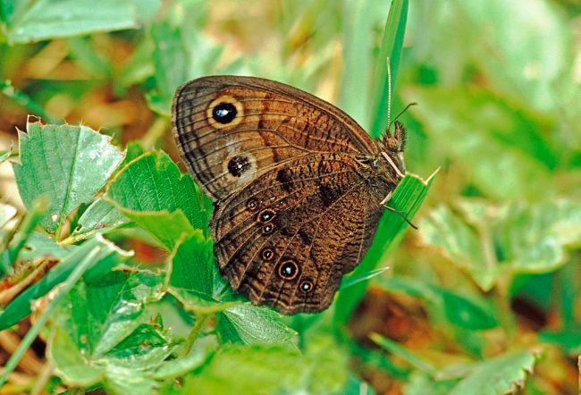Common Wood-nymph butterfly