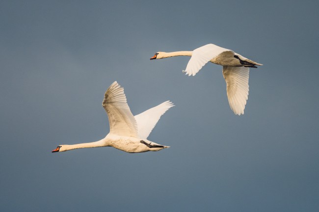 Tundra swan
