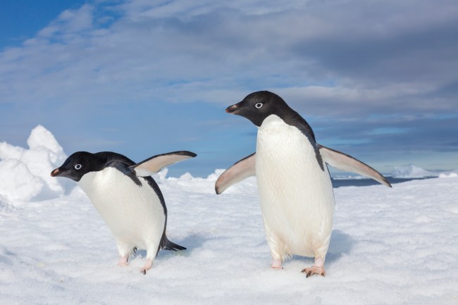 Adélie Penguin