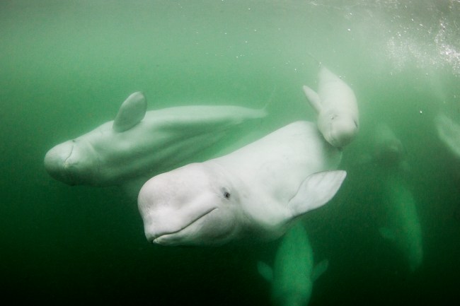 Beluga Whale