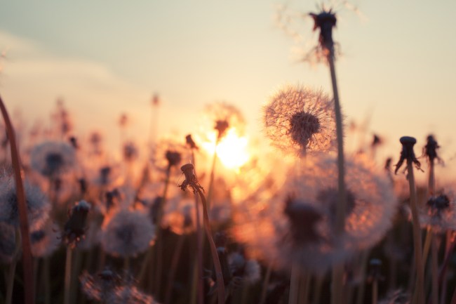 Dandelion at sunset