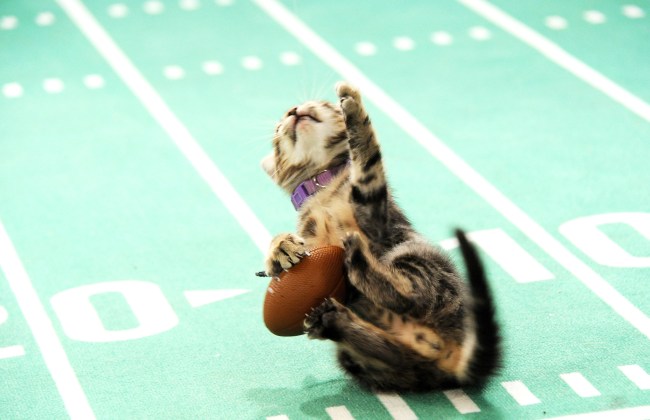 Kitten play on the football field during Kitten Bowl V.