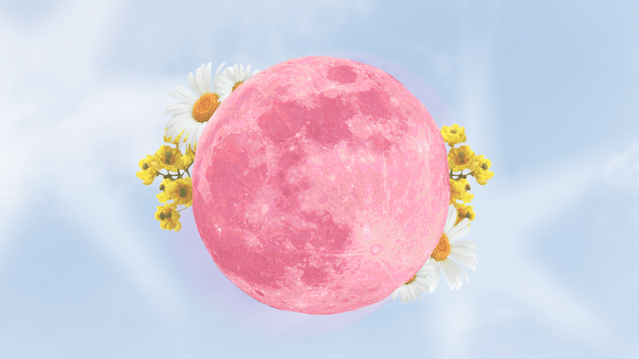 A full Pink Moon in Scorpio surrounded by daisies, rising during April 2024