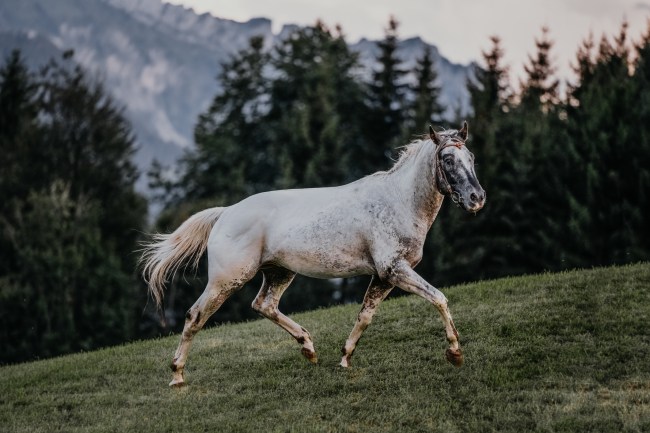 Appaloosa horse