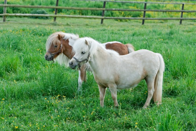 Grazing Falabella mare.