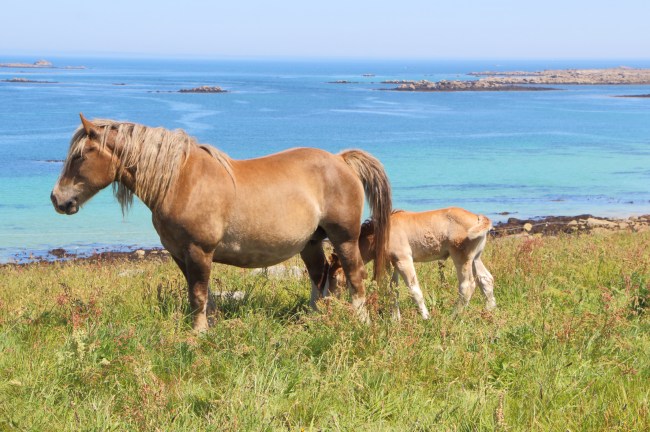 Breton horse