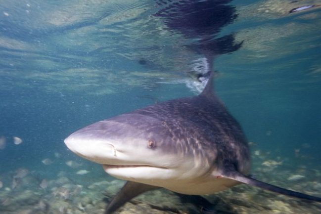 A rare Ganges river shark swimming in shallow water