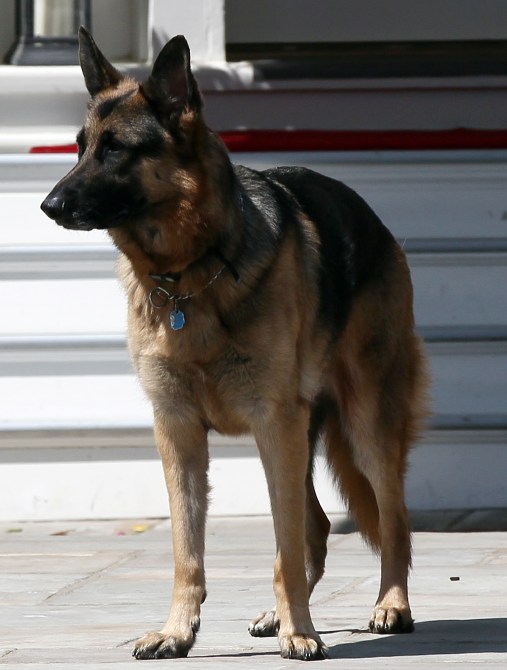 Vice President Joe Biden's dog, Champ, stands during speechs during a Joining Forces service event at the Vice President's residence at the Naval Observatory May 10, 2012 in Washington, DC. U.S. first lady Michelle Obama and Biden joined with Congressional spouses to assemble Mother's Day packages that deployed troops have requested to be sent to their mothers and wives at home