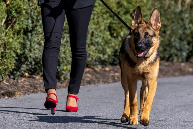 "Commander",  a dog owned by President Joe Biden and first lady Jill Biden is walked on the south lawn before first lady and the president return to the White House on March 13, 2022 in Washington, DC.