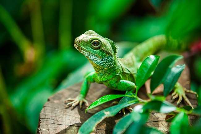 Portrait of green Asian waterdragon (Physignathus cocincinus) like iguana reptile looking at camera on nature background