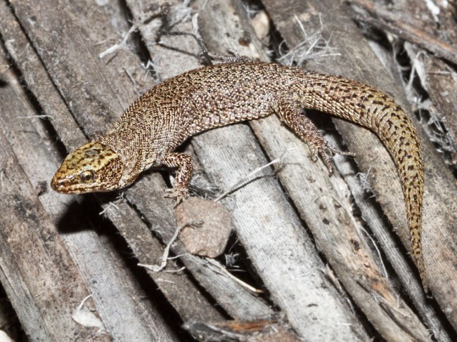 Desert Night Lizard sitting on a log.