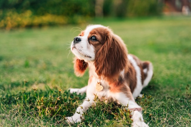 Portrait of king Charles spaniel puppy on green grass background.