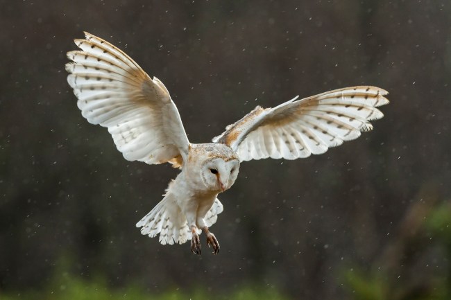 A barn owl flying through the rain