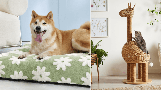 Left: a dog sitting on a green ahd white flower dog bed; Right: a cat sitting in a giant wicker giraffe cat tree.
