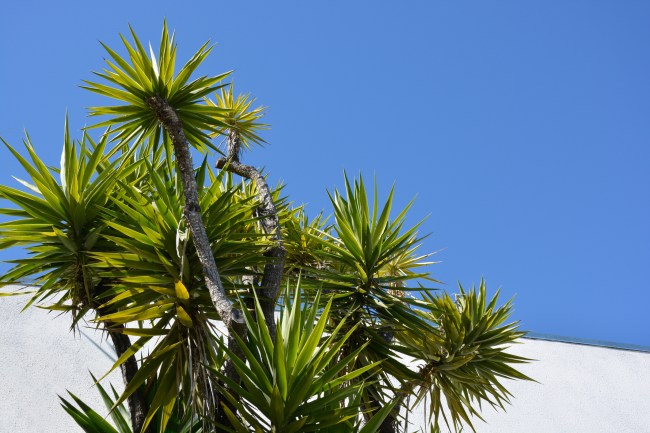 Yucca Palm Trees against White Wall