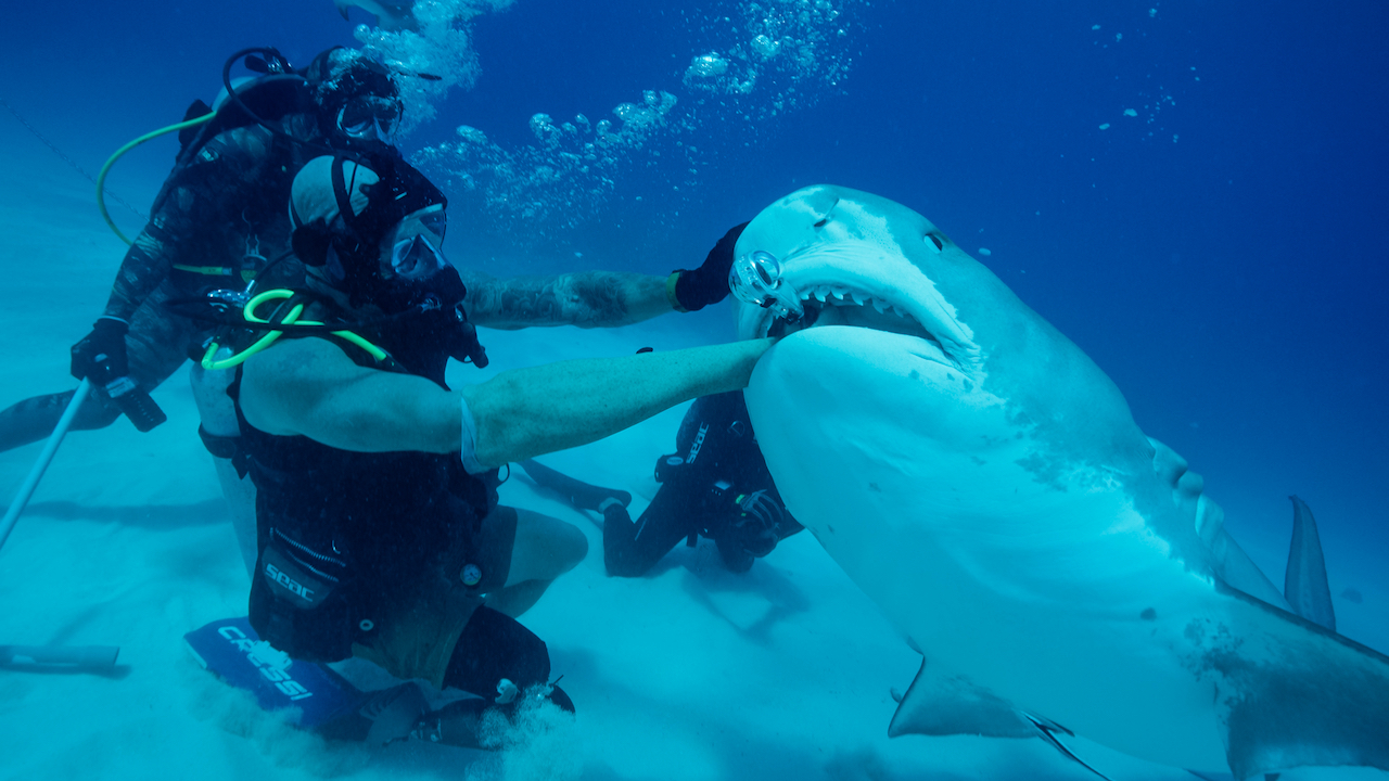 Tiger shark bites Paul's prosthetic arm on How to Survive a Shark Attack - Shark Week 2025